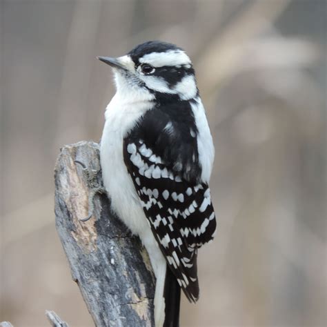 bird picture black and white