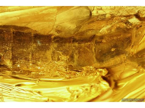 Big 12mm Stonefly Plecoptera with parasitic Worm Nematoda and Mites ...