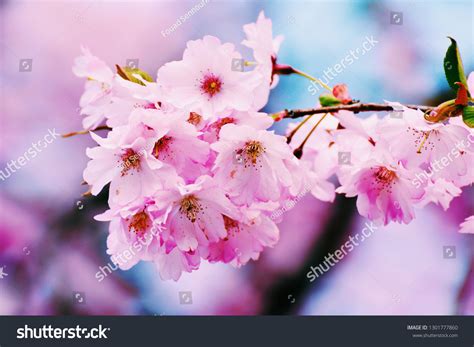 Cherry Blossoms Pink Color Spring Flowers Stock Photo 1301777860 ...