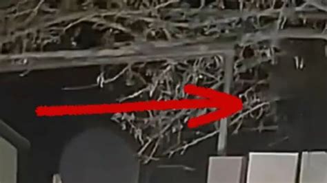 Image result for Alien 15 Las Vegas