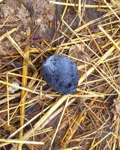 Image result for Different Types of Chicken Poop