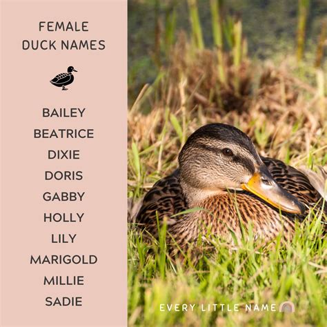 200+ Best Duck Names (Cute, Funny, and Quack-tastic) - Every Little Name
