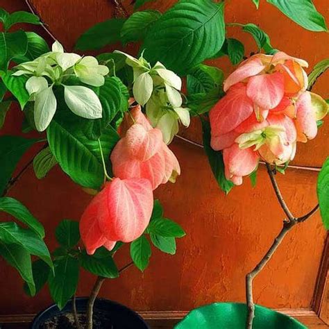 Buy Mussaenda Plants online from Nurserylive at lowest price.