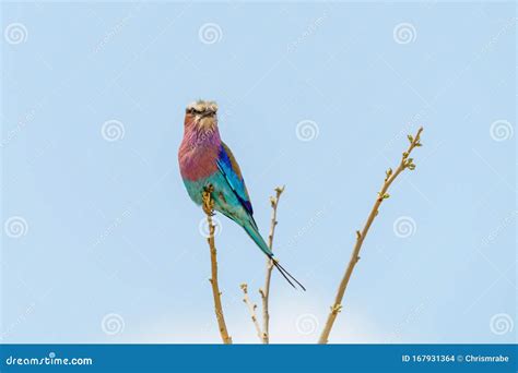 Lilac-Breasted Roller (Coracias Caudatus) Perched on a Small Branch Stock Photo - Image of avian ...