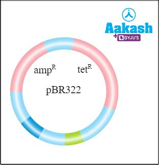 Cloning Vector: Definition, Types, Characteristics & Diagram | AESL