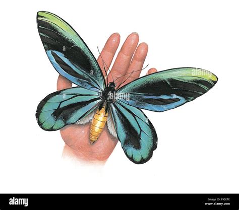 Queen Alexandra Birdwing Butterfly