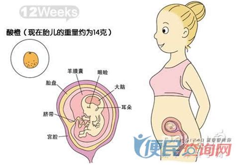 怀孕第12周准妈妈保健需知 - 怀孕第12周天胎儿发育图 - 怀孕第12周要吃什么 - 怀孕第12周注意什么 - 怀孕第12周介绍