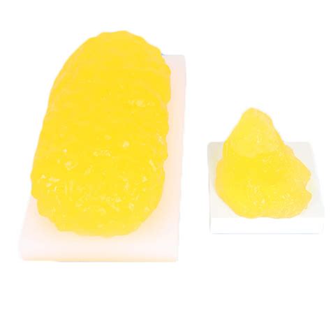 Buy FHUILI Adipose Block Anatomical Model - 2 Pcs Human Body Replica ...