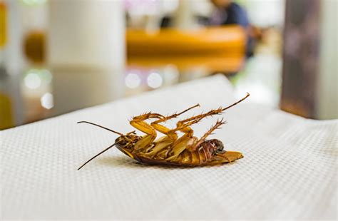 Image result for How to Catch Cockroach