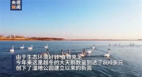 冬天的候鸟来临，在深圳湾观鸟和摄影爱好者风光随拍-麻辣摄影-麻辣社区