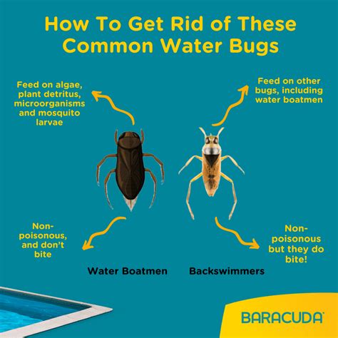 Best Info About How To Kill Water Bugs - Bigmain