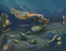 Cambrian 的图像结果