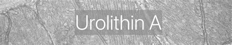 How Urolithin A Supports Mitophagy for Longevity