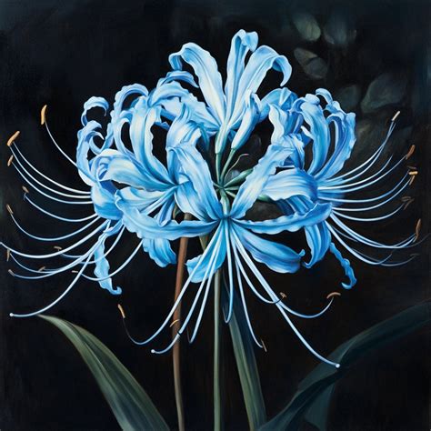 Blue Spider Lily Fascinates With Its Unique Beauty