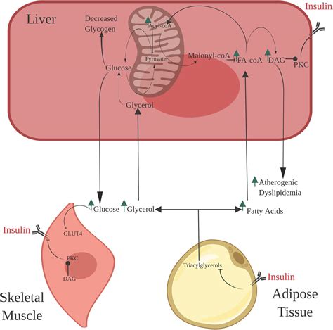 Pathogenesis of Insulin Resistance and Atherogenic Dyslipidemia in Nonalcoholic Fatty Liver Disease - mechanism of insulin resistance
