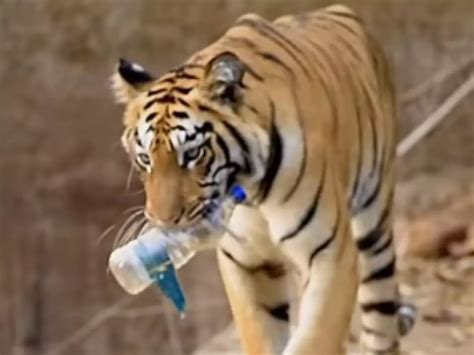 Stunning Video Shows Tiger Picking Up Plastic Bottle From Waterhole