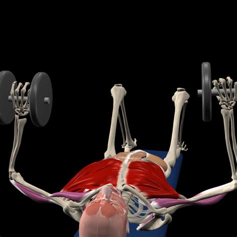 Image result for Muscle and Motion.com