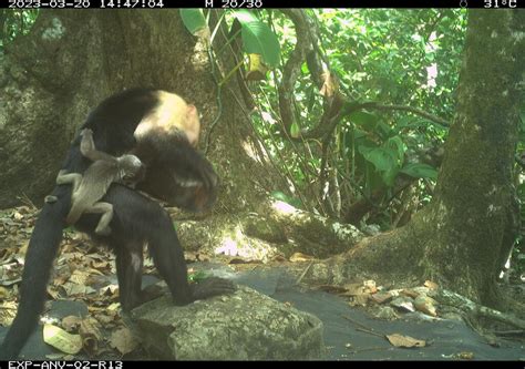 Image result for Bug Infested Baby Monkey