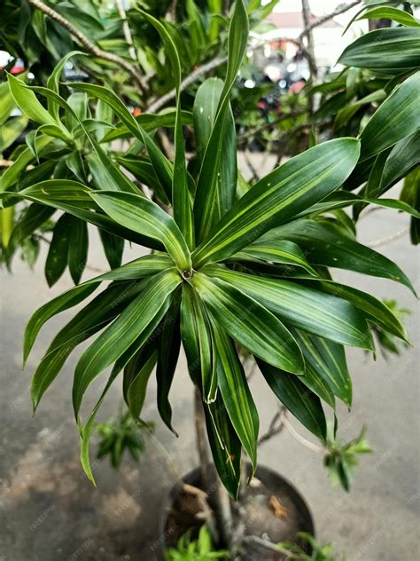 Premium Photo | Close up of dracaena fragrans plant