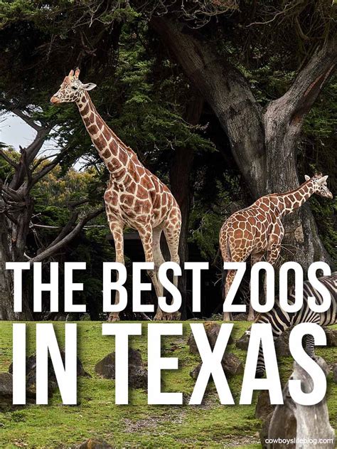 Best Zoos in Texas: 10 To Visit This Year - A Cowboys Life