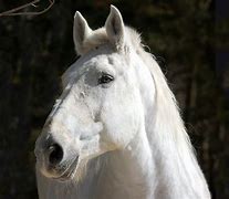 Image result for Horse