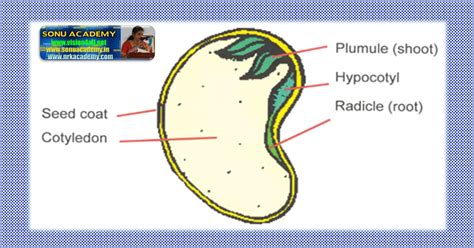 SONU ACADEMY: Structure of seed
