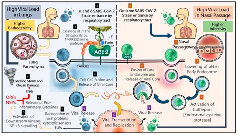 Comparative Analysis of Immune-response in Humans Infected by Alpha ...