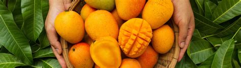 Mangoes and mango products - Testing, Inspection and Certification ...