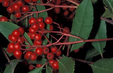 Photinia Lindl. | Plants of the World Online | Kew Science