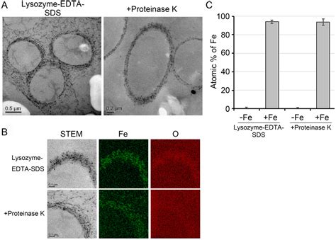 Direct Adherence of Fe(III) Particles onto Sheaths of Leptothrix sp ...