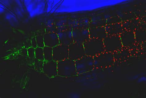 Computer Engineer Live Cells 的图像结果