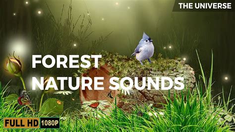 Image result for Relaxing Tree Sounds