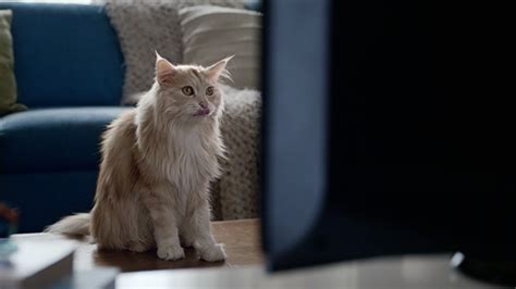 Image result for O2 Advert Dog