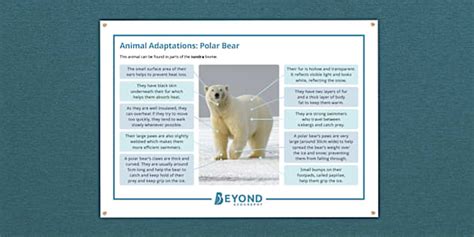 Adaptations of a Polar Bear Display Poster