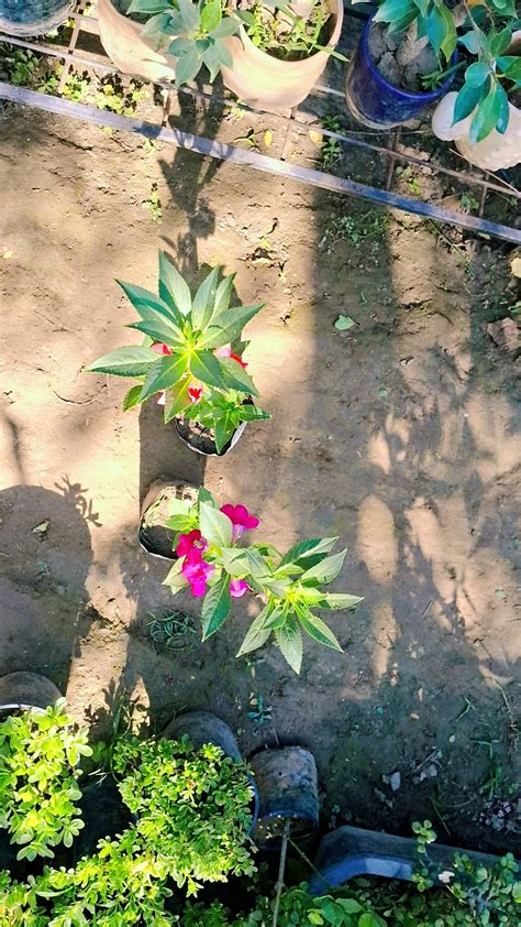 (Set of 2) Balsam seasonal flower plant in 4 inch polybag – Plantncr