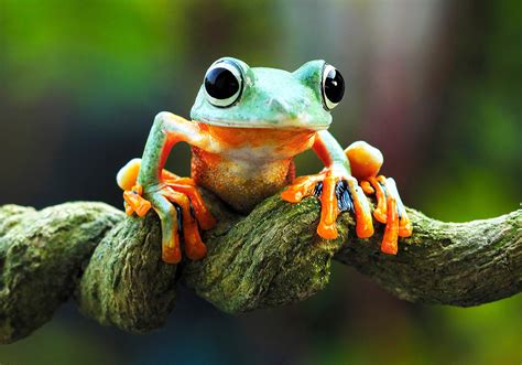 Image result for Types of Tree Frogs