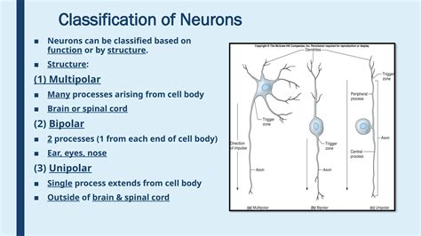 Image result for Nervous System Classification