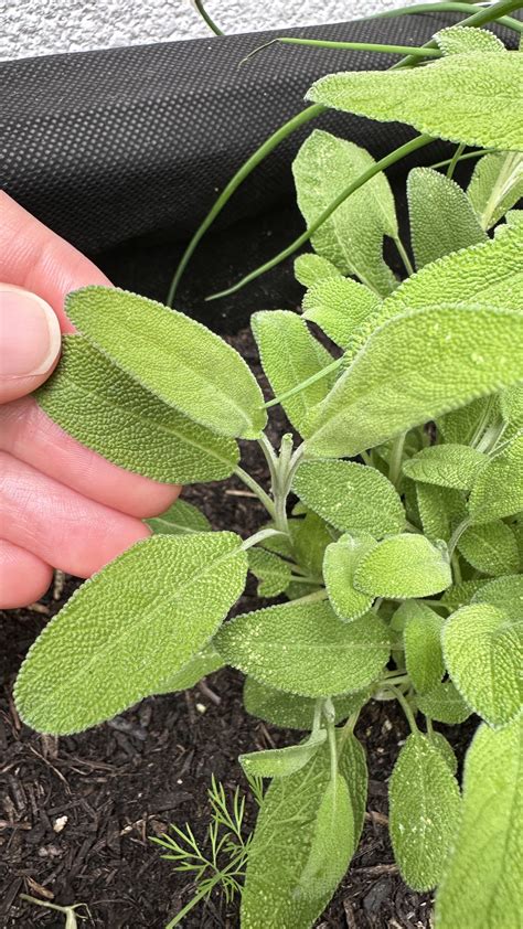 Sage Companion Plants: Boost Your Garden's Health — Meadowlark Journal