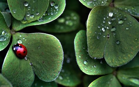 lucky 101z download for pc,In the rapidly evolving world of gaming