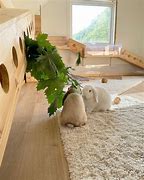 Image result for My House Rabbit