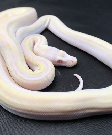 Image result for Albino Tiger Reticulated Python