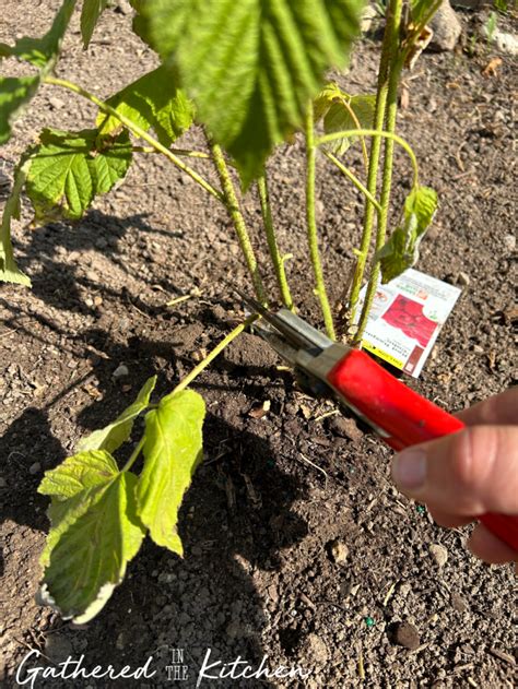 Image result for Raspberry Pruning Basics