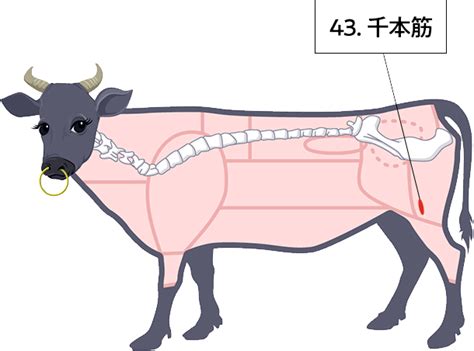 牛肉の部位「千本筋」の肉言葉 | 熟成肉の格之進