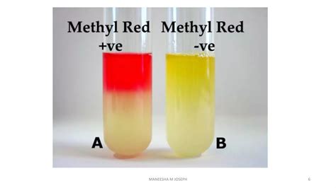 Methyl Red (MR) and Voges-Proskauer (VP) Test | PDF