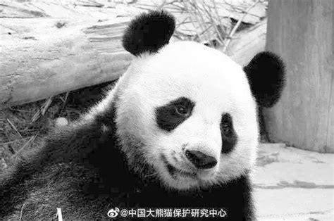 旅泰大熊猫“创创”死亡结果通报：慢性心力衰竭急性发作 - 社会百态 - 华声新闻 - 华声在线
