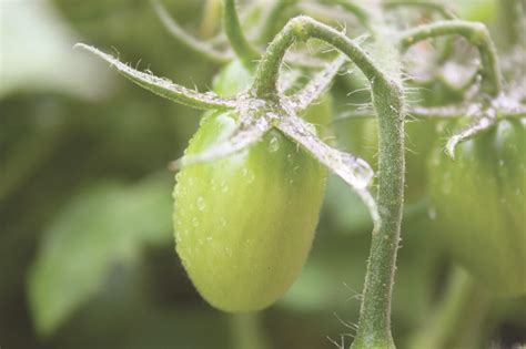 Marquette DDA grows free food for public on Washington Street | News ...