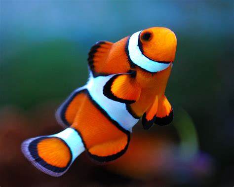 fish pictures real