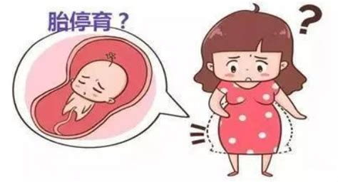 怀孕后多长时间能看到胎心胎芽 - 知乎