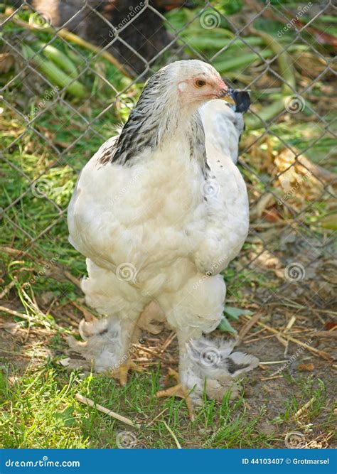 Light Brahma Hen on Green Grass. Stock Image - Image of light, rural ...