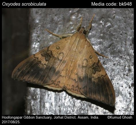 Oxyodes scrobiculata (Fabricius, 1775) - Longan Semi-looper | Moths